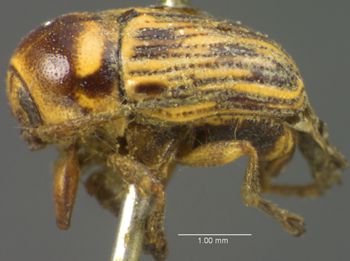 Media type: image;   Entomology 4278 Aspect: habitus lateral view